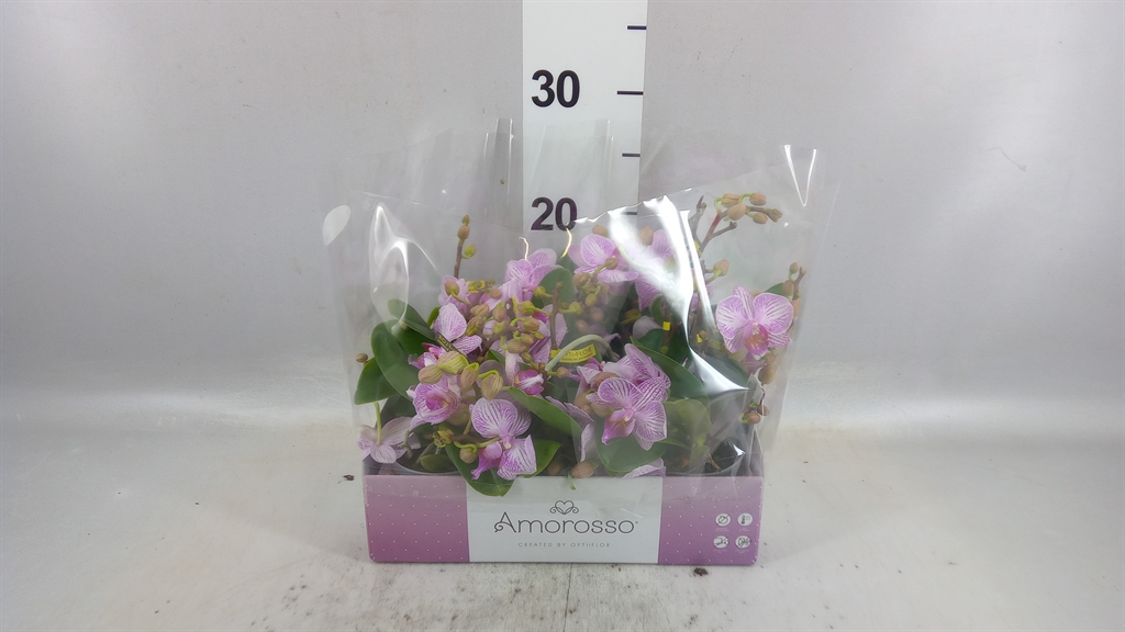 Phal Mf Ov Roze 7Ø 25cm