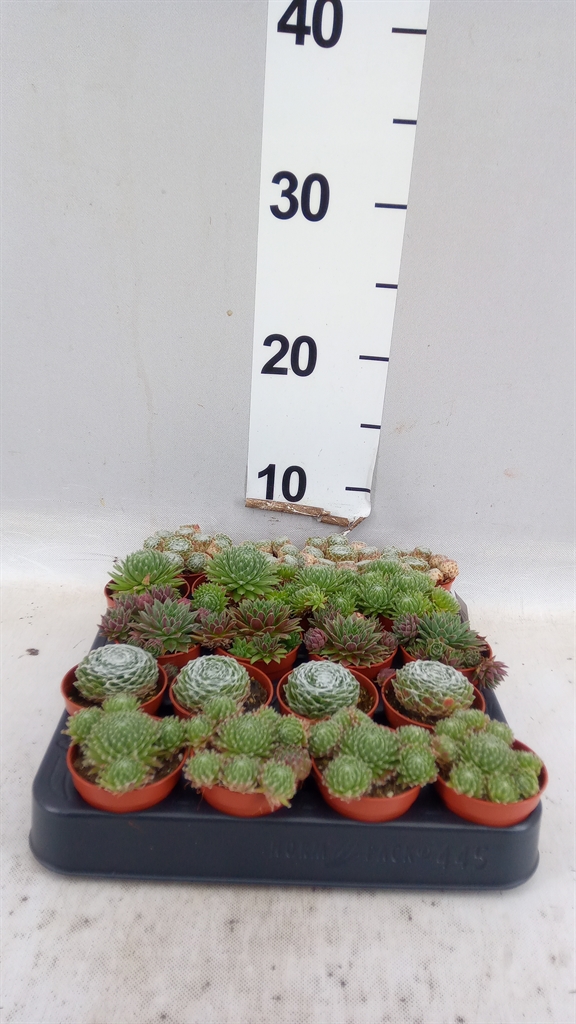 Sempervivum Mix 5Ø 6cm