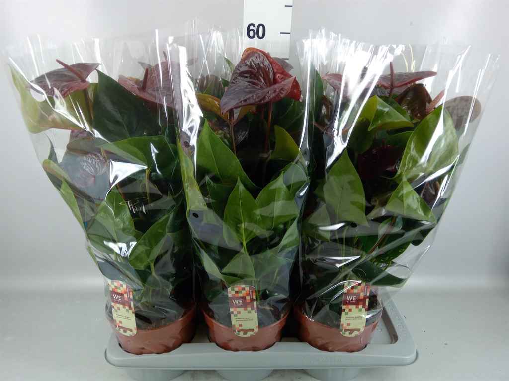 Anthu An Essencia 17Ø 55cm