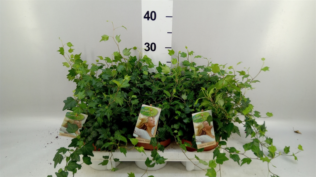 Hedera Helix Jessica 13Ø 15cm