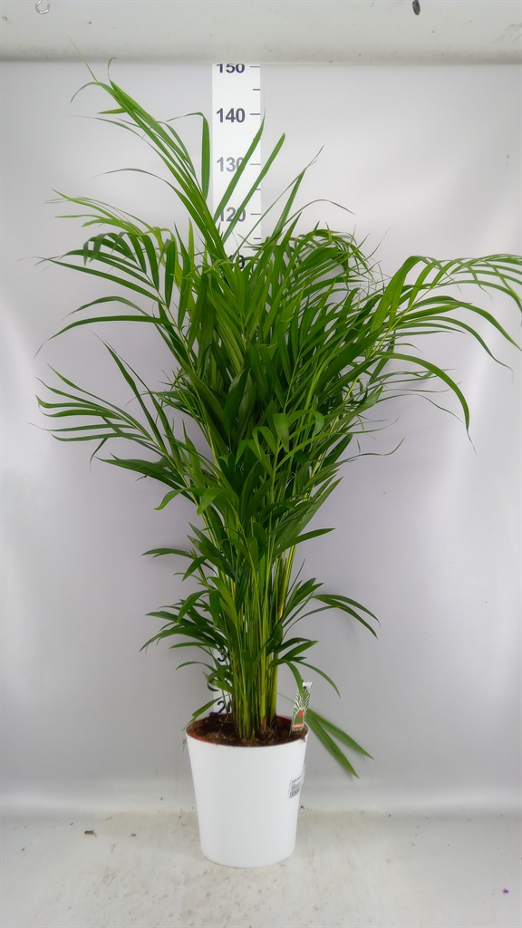 Dypsis Lutescens 23Ø 130cm