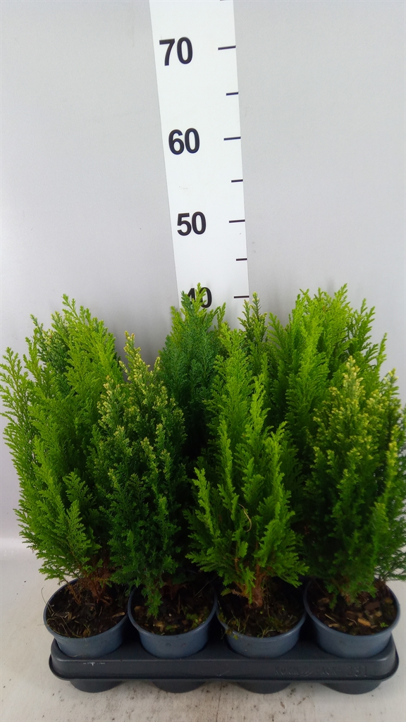 Ov Coniferen Gemengd 510Ø 38cm