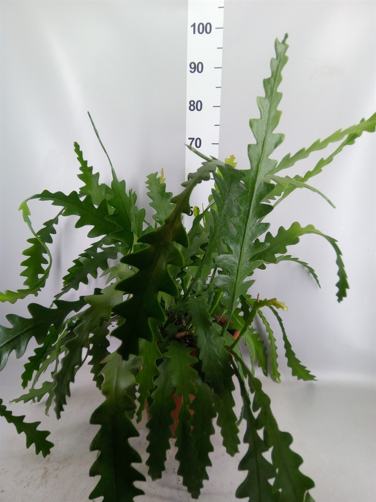 Epiphyllum Anguliger 31Ø 40cm