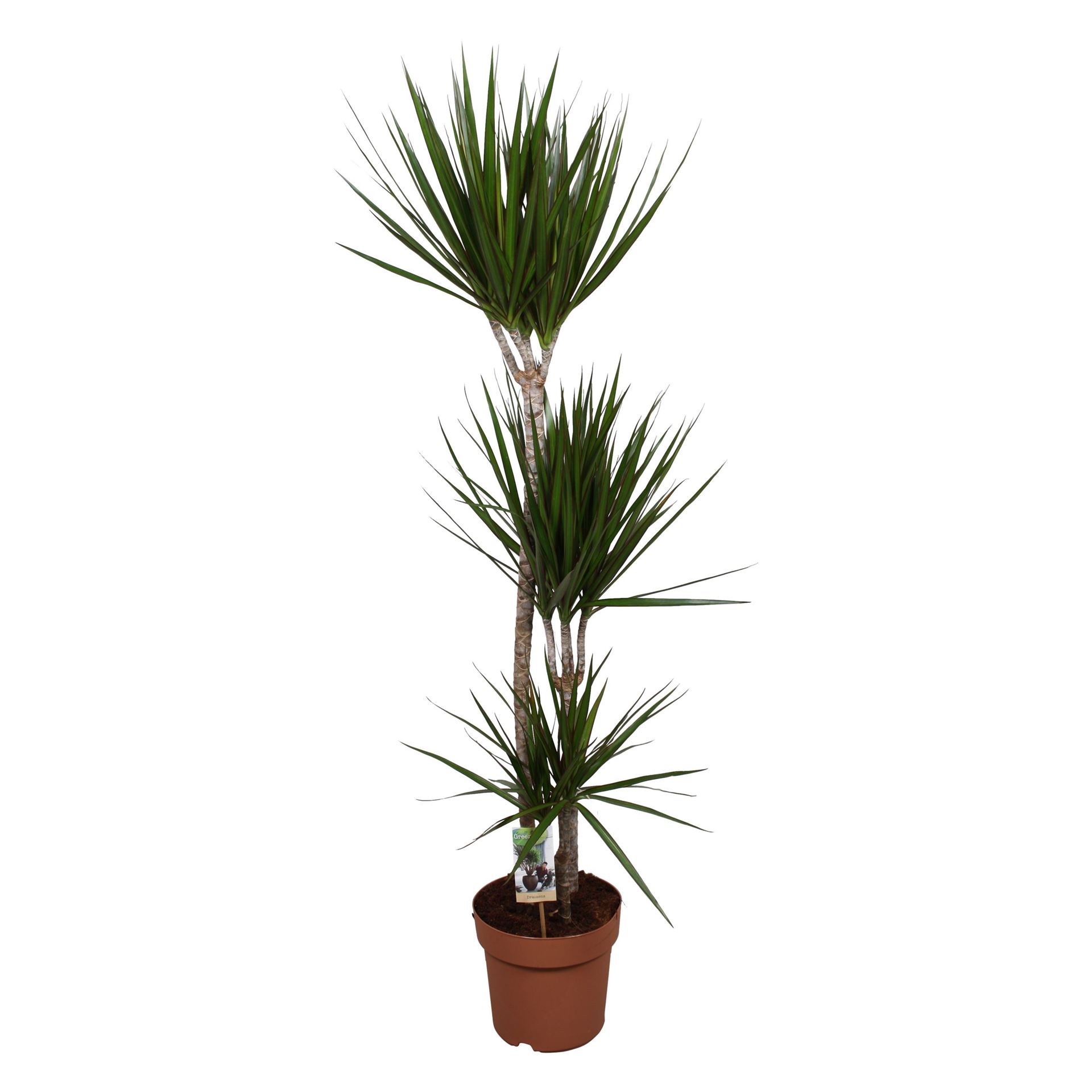 Dracaena 24Ø 160cm