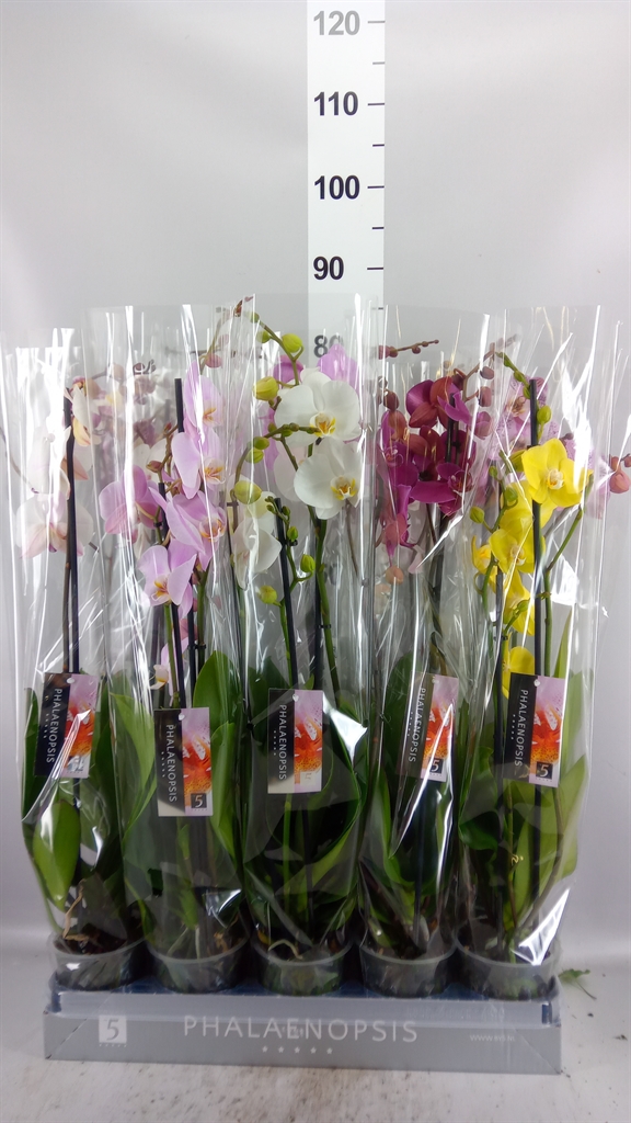 Phal Gem 8 Kl 12Ø 70cm