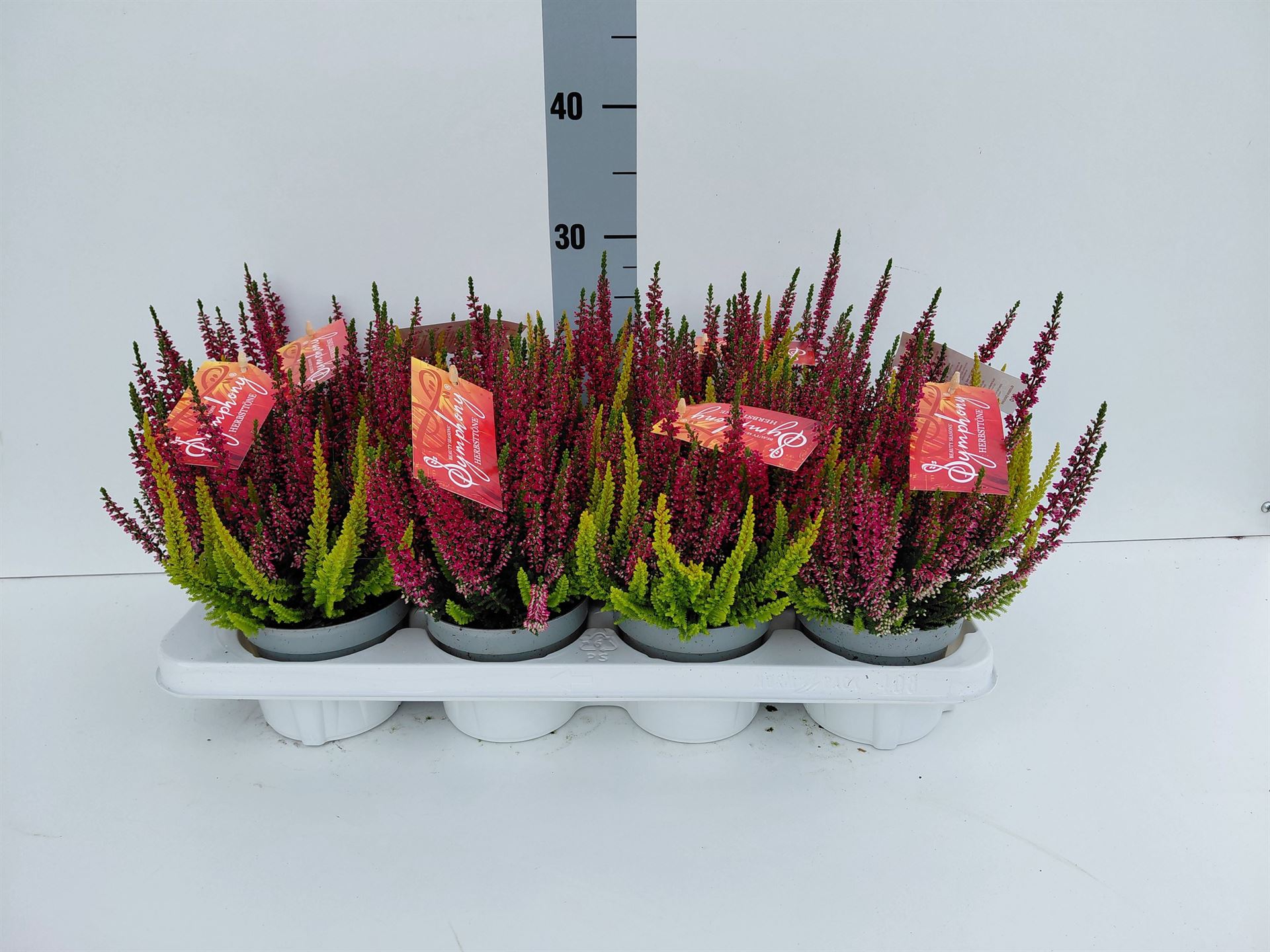 Calluna Vulgaris Mix 12Ø 25cm
