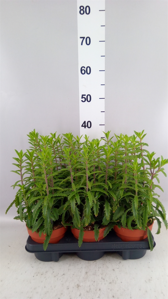 Kalanchoe Laciniata 14Ø 30cm
