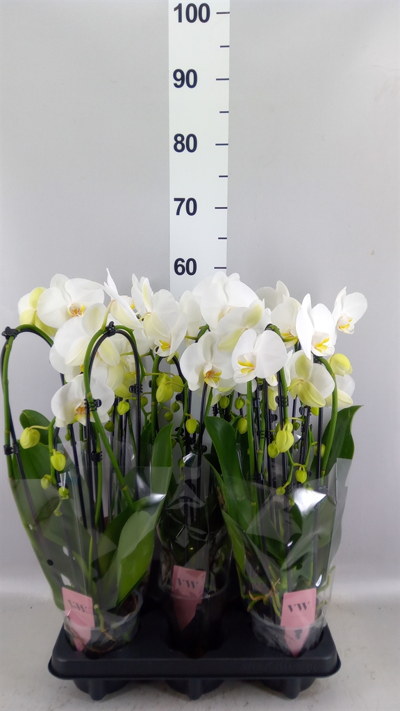 Phalaenopsis Cascade 12Ø 45cm 3st