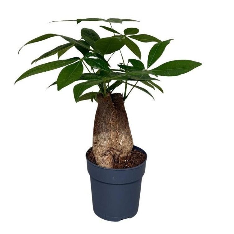 Pachira Aquatica 12Ø 35cm