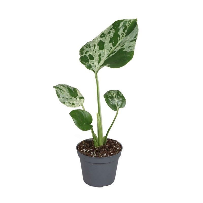 Monstera Deliciosa 6Ø 20cm