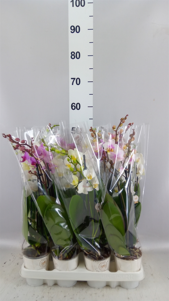 Phalaenopsis Mix 9Ø 45cm 3st