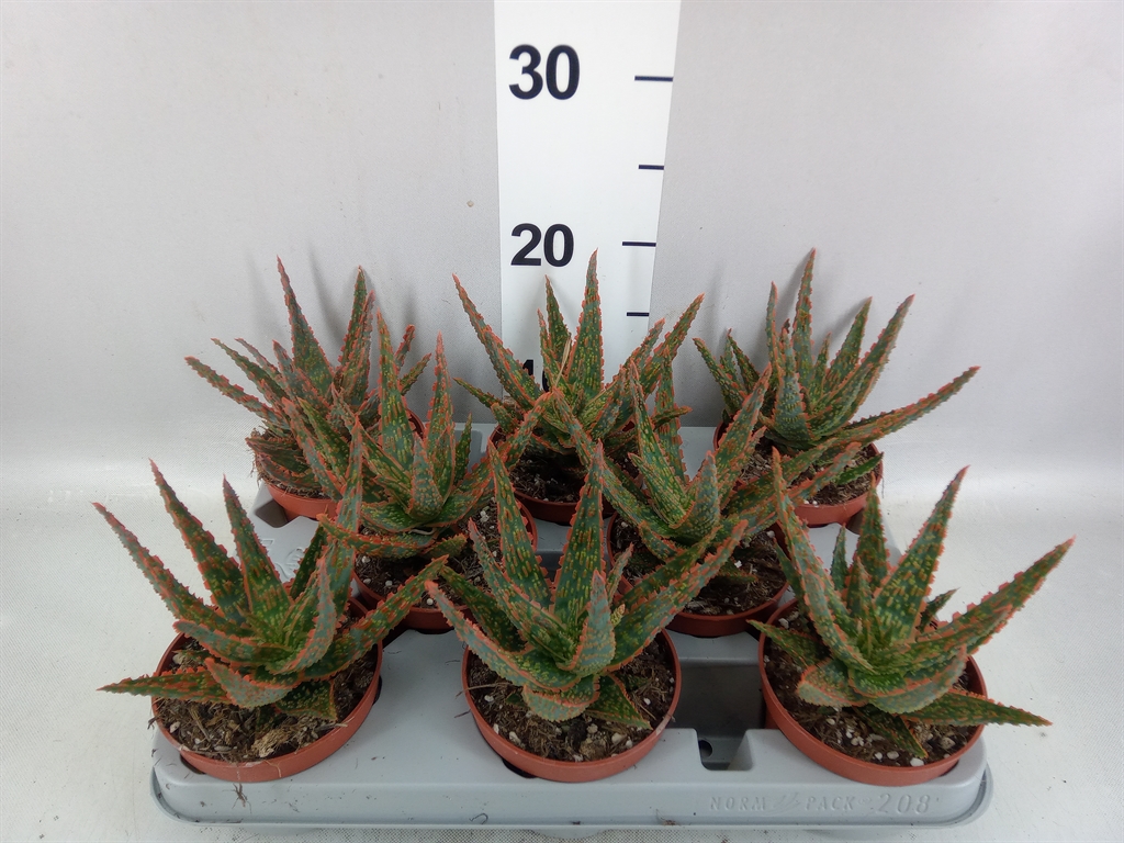 Aloe Overig 510Ø 18cm