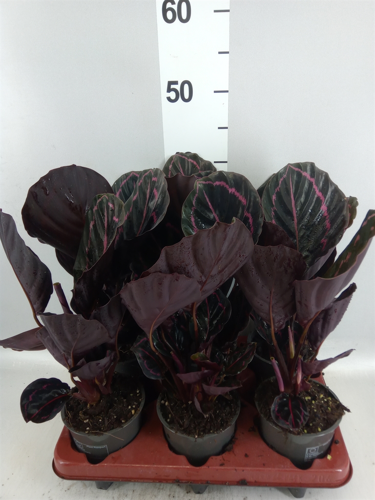 Calathea Dottie 12Ø 35cm