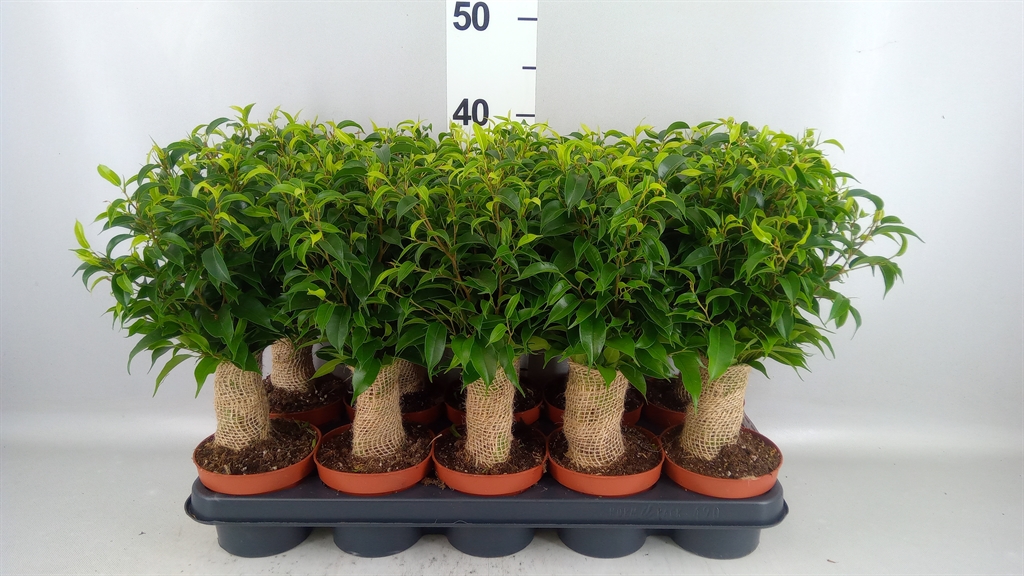 Ficus Benjamina Natasja 12Ø 35cm