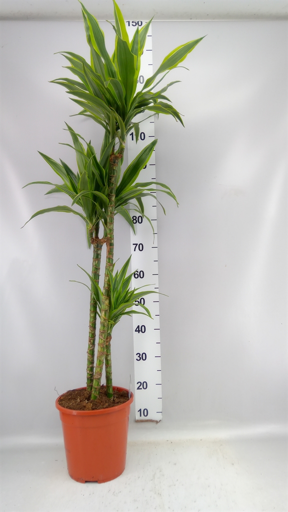 Dracaena Lemon Lime 24Ø 145cm