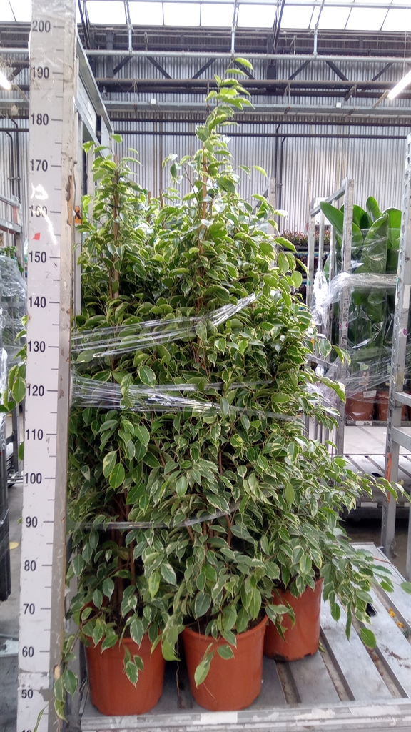 Ficus Benjamina Golden King 27Ø 150cm
