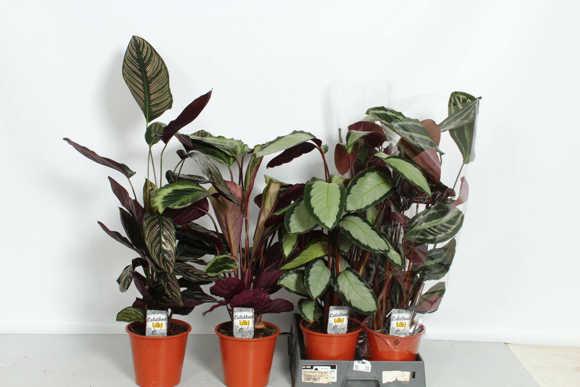 Calathea Mixed 4 Varietys 19Ø 75cm