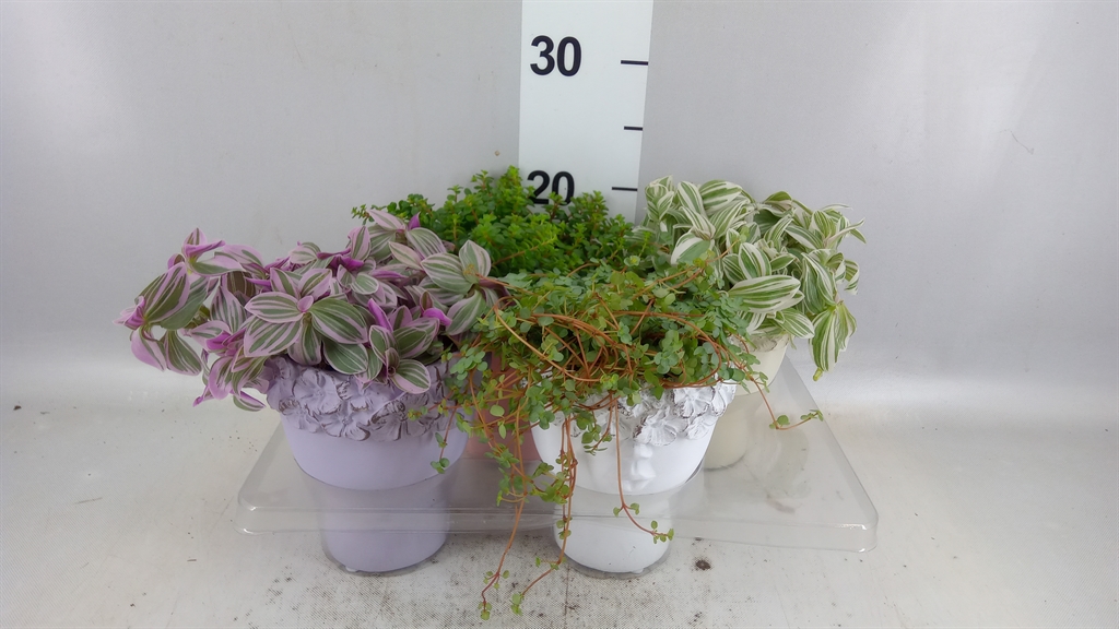 Arrangement Indoor Green 510Ø