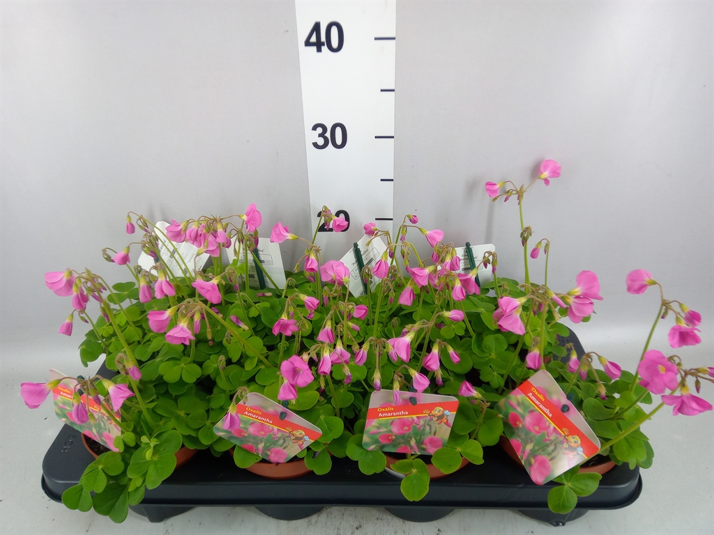 Oxalis Amarantha 13Ø 20cm