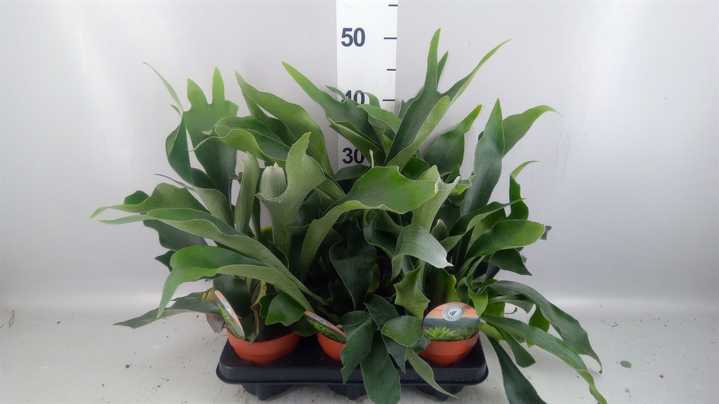 Platycerium Bifurcatum 12Ø 40cm