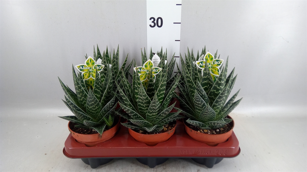 Aloe Tiki Tahi 12Ø 23cm