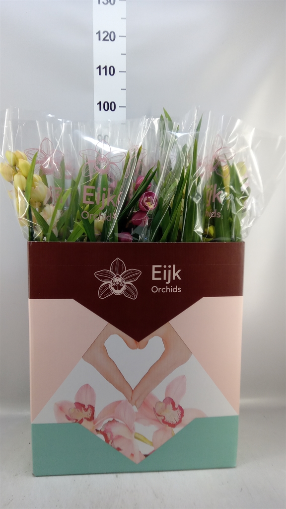 Cymbidium Asst Sp Orchids