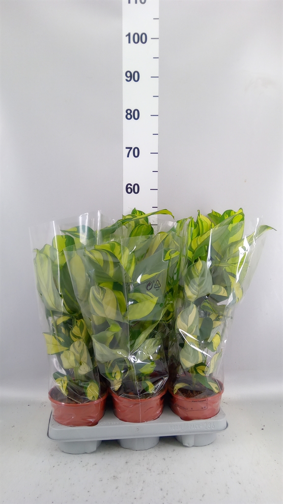 Ctenanthe Golden Mosaic 14Ø 50cm