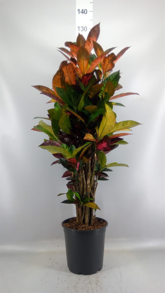 Codiaeum Small Leaf Mrs Iceton 24Ø 110cm