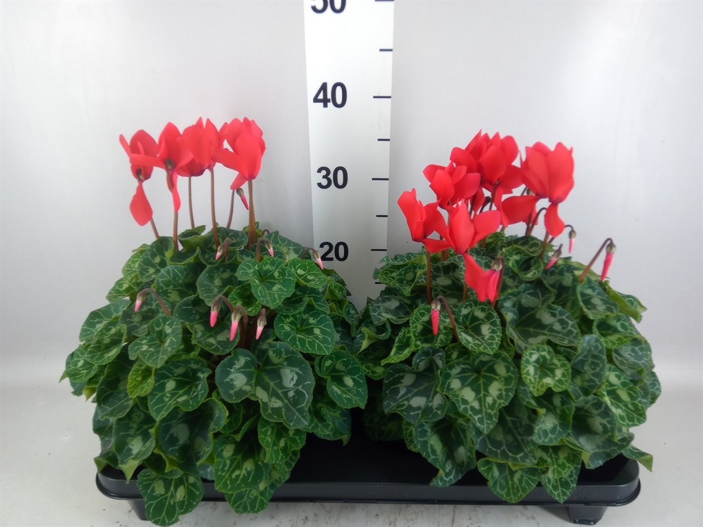 Cyclamen Super Serie Xl 15Ø 36cm