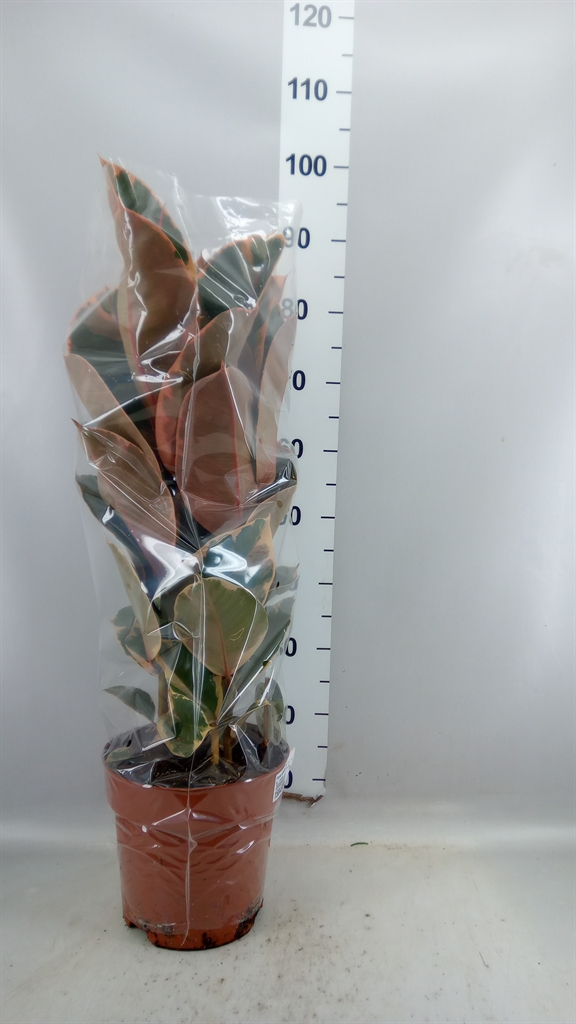 Ficus Belize 24Ø 85cm