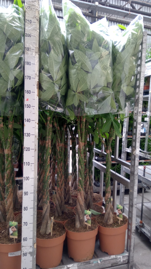 Pachira Aquatica 30Ø 180cm