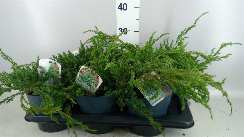 Juniperus Blue Carpet 17Ø 30cm