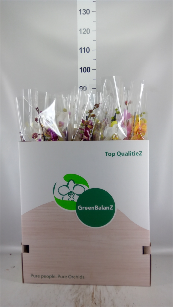 Phalaenopsis Mix 12Ø 75cm 1st