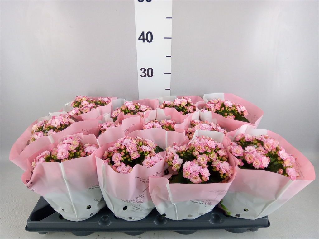 Kalanchoe Double More Flowers Augusta 10Ø 25cm