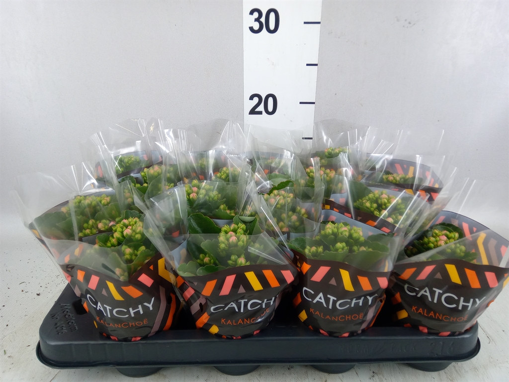 Kalanchoe Double Weaver Bicolor 8Ø 15cm