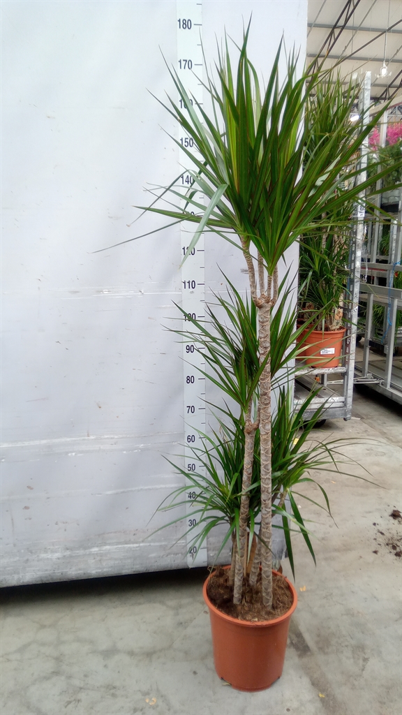 Dracaena 27Ø 170cm