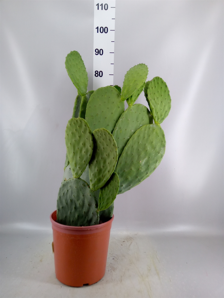 Opuntia 25Ø