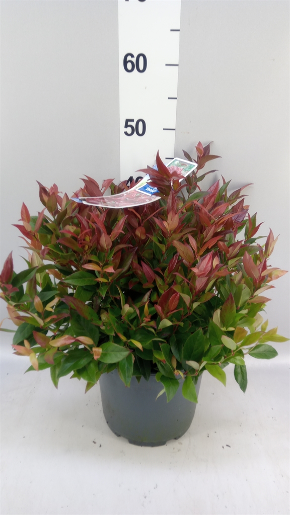 Leucothoe Zeblid 23Ø 40cm