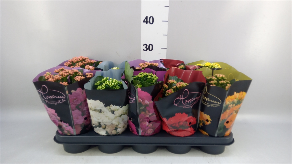 Kalanchoe Double Perfecta Mix 12Ø 25cm