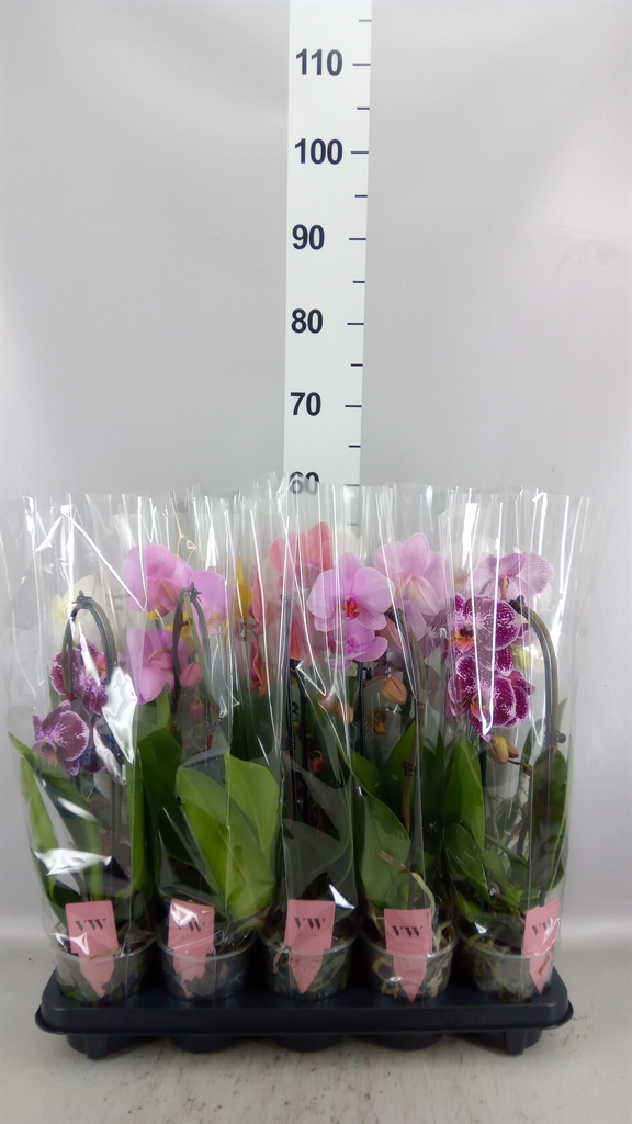 Phalaenopsis Cascade 12Ø 45cm 1st