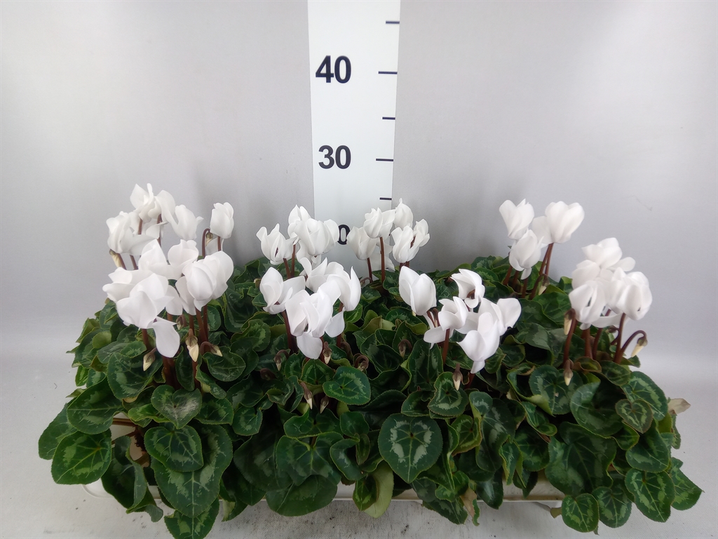 Cyclamen Super Serie Allure 10Ø 20cm