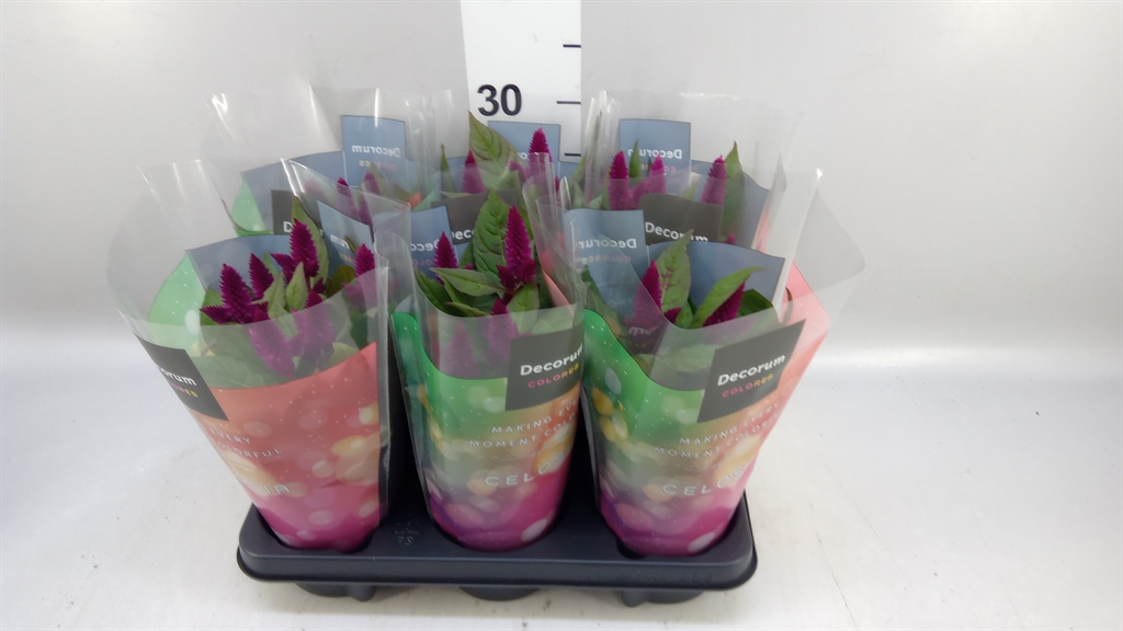 Celosia Deep Purple 12Ø 34cm