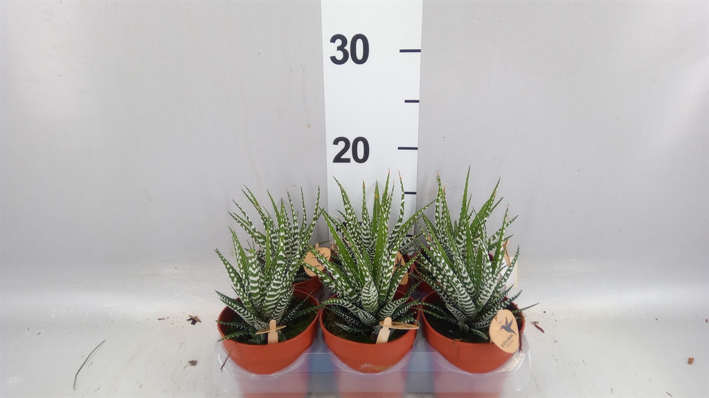 Haworthia Big Band 9Ø 22cm