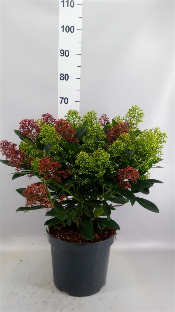Skimmia Japonica 26Ø 60cm