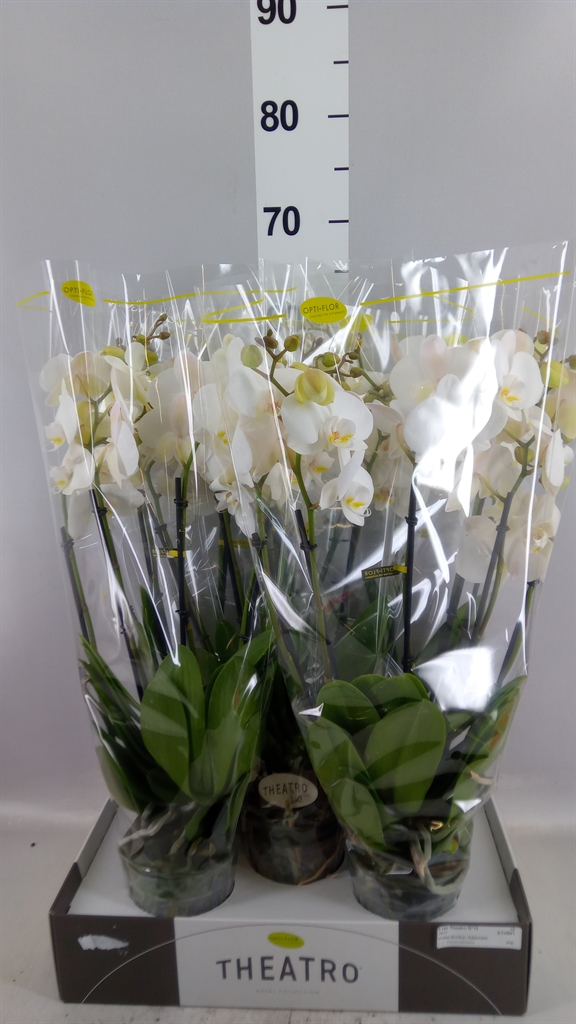 Phalaenopsis White 2 Stem 12Ø 60cm