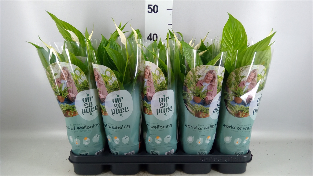 Spath Torelli 12Ø 40cm
