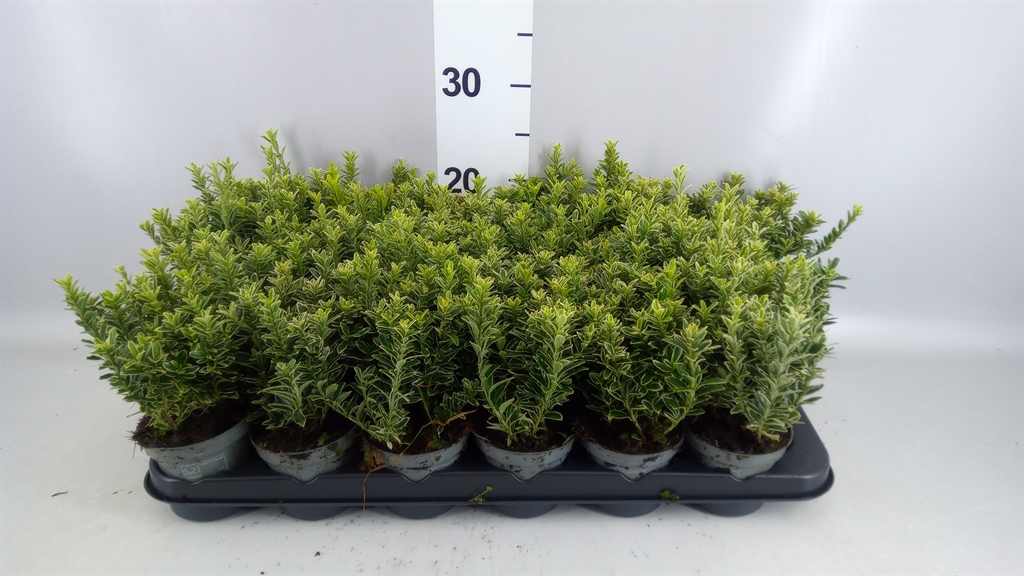 Euonymus Microphyllus Albovariegatus 9Ø 20cm