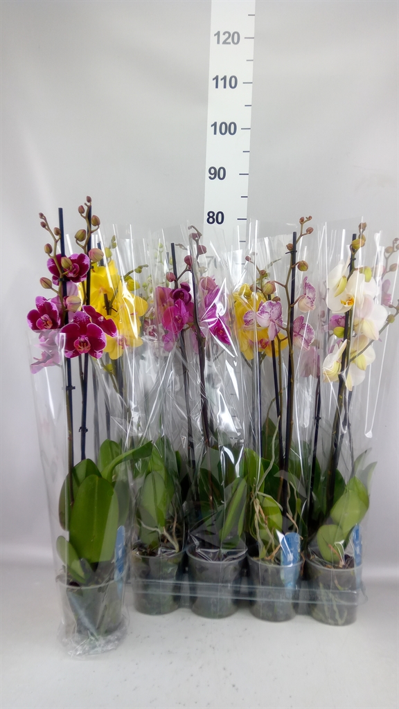 Phalaenopsis Mix 5 Colours 12Ø 55cm 2st
