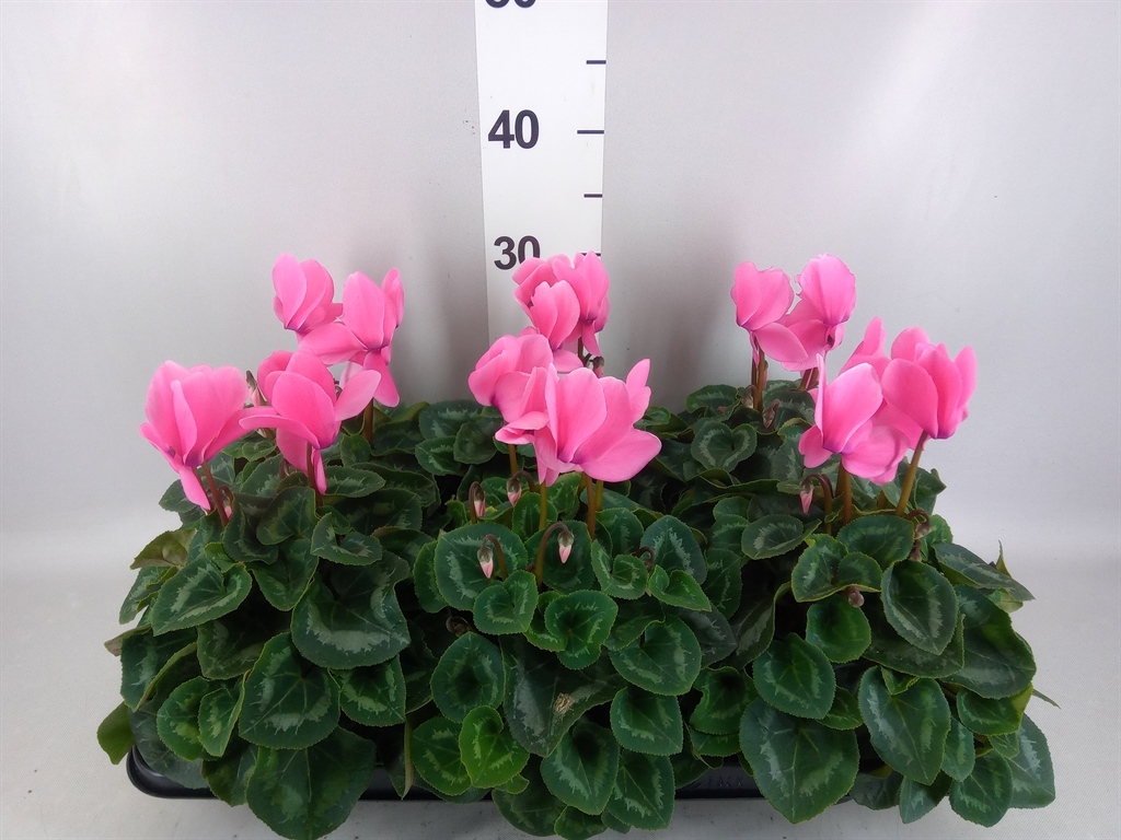 Cyclamen Super Serie Leopardo 13Ø 30cm