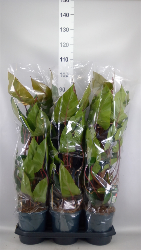 Philodendron Red Emerald 19Ø 70cm